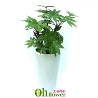 팔손이