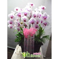 호접(화이트레드립)