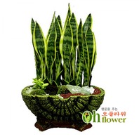 산세베리아 A