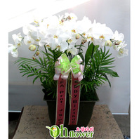 호접란(화이트)